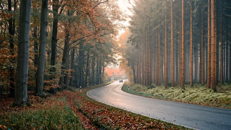 Webdesign Trittau: Anfahrt durch die Hahnheide nach Trittau – rund 31 Kilometer ab Witzeeze