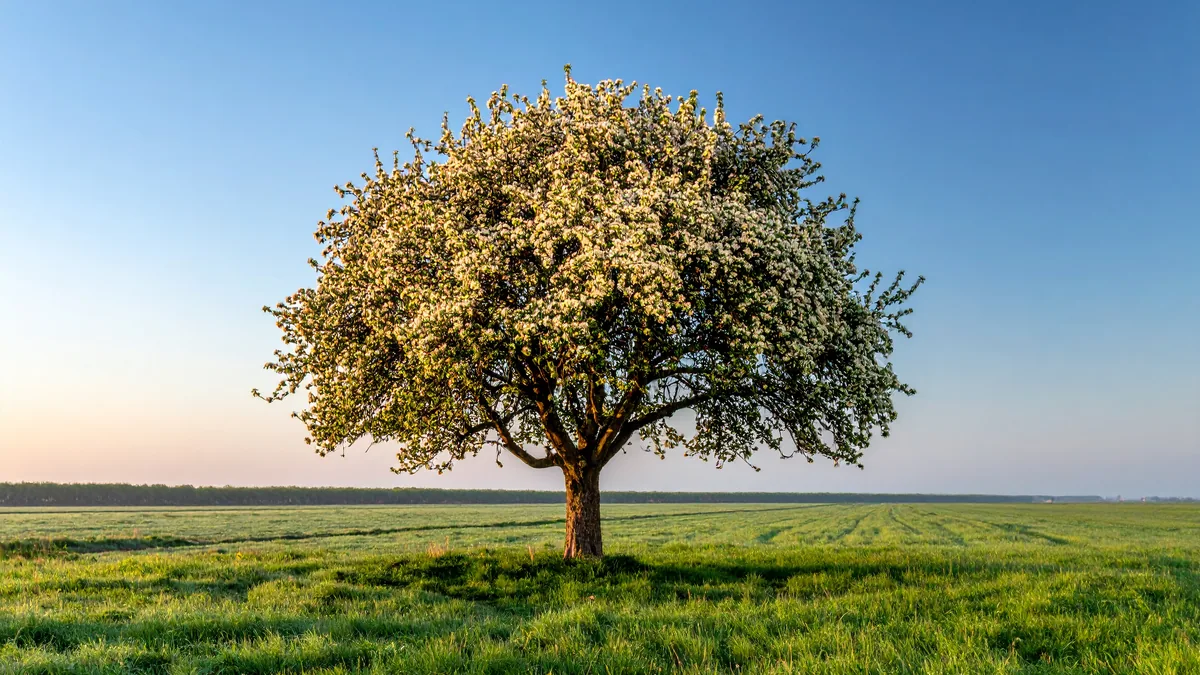 Alter Apfelbaum in voller Blüte – Kosten je gewonnenem Auftrag aus Portal-Kontakten