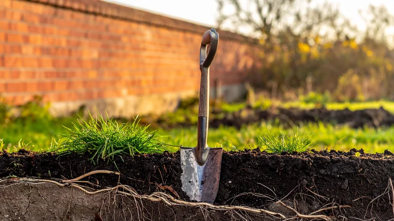 Quecke mit Wurzelausläufern im Gartenbeet – die Fundliste des Hosters zeigt nicht jede Hintertür